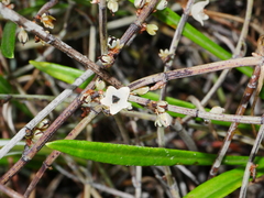 Muehlenbeckia ephedroides