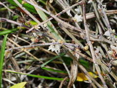 Muehlenbeckia ephedroides