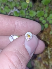 Jovellana repens