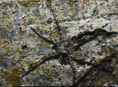 Pandercetes gracilis