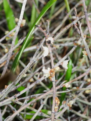 Muehlenbeckia ephedroides