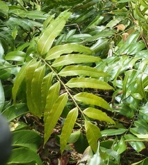 Stenochlaena palustris