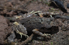 Leptobrachella ventripunctata