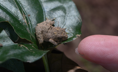 Raorchestes menglaensis