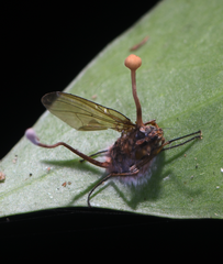 Ophiocordyceps dipterigena