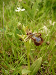 Ophrys speculum