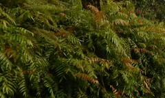 Stenochlaena palustris