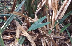 Cyrtosperma merkusii