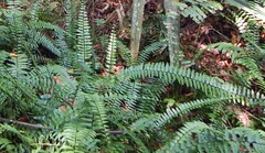 Asplenium longissimum