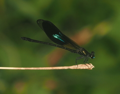 Euphaea subcostalis