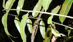 Stenochlaena palustris