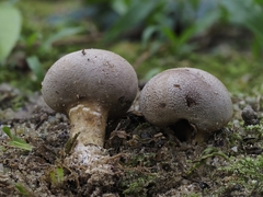 Scleroderma verrucosum