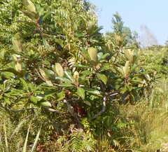 Campnosperma auriculatum