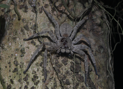 Heteropoda dagmarae