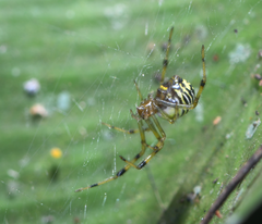 Theridion zonulatum