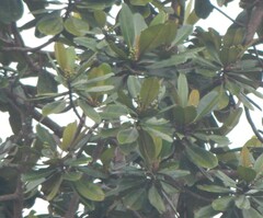 Campnosperma auriculatum