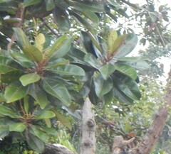 Campnosperma auriculatum