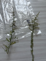 Chenopodium nitrariaceum