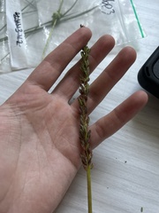 Triglochin