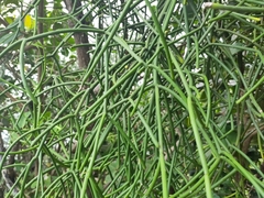 Euphorbia tirucalli