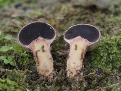 Scleroderma verrucosum