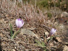 Crocus carpetanus