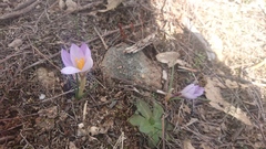Crocus carpetanus