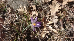 Crocus carpetanus