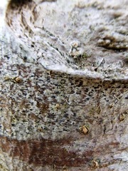 Arthonia radiata