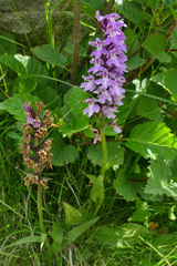 Dactylorhiza fuchsii
