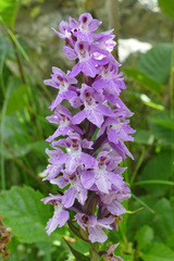 Dactylorhiza fuchsii