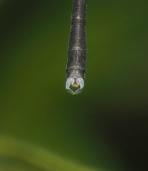 Devadatta tanduk