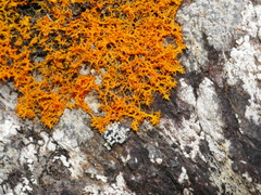 Teloschistes flavicans