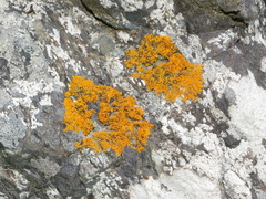 Teloschistes flavicans