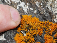 Teloschistes flavicans