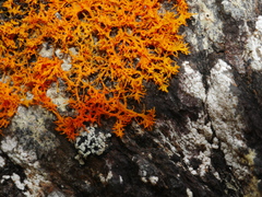 Teloschistes flavicans