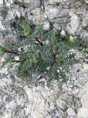 Scrophularia rubricaulis