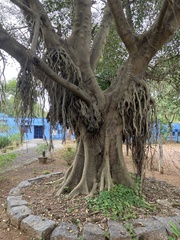 Ficus benghalensis