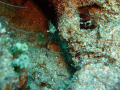 Cuapetes tenuipes