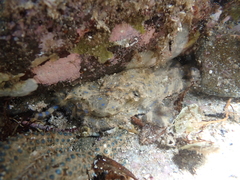 Hapalochlaena maculosa