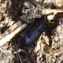 Anisodactylus binotatus