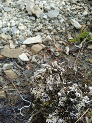 Lecanora epibryon broccha