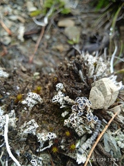 Lecanora epibryon broccha