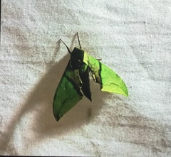 Callambulyx kitchingi