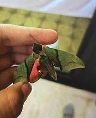 Callambulyx kitchingi