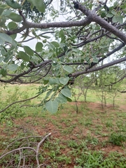 Sclerocarya birrea