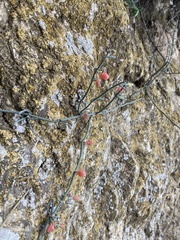 Ephedra foeminea