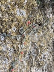 Ephedra foeminea