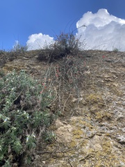 Ephedra foeminea