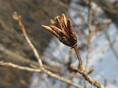 Rhododendron mucronulatum